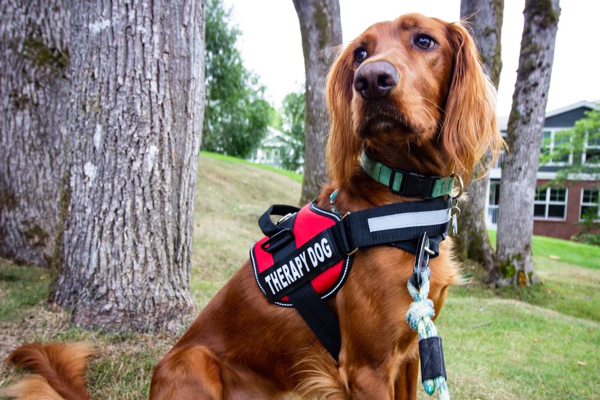 brown therapy dog with a red and blank harness