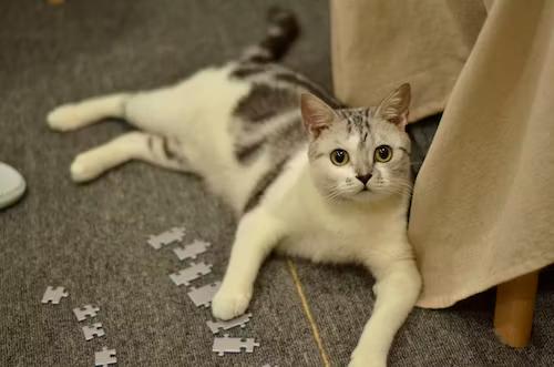 cat playing with puzzle pieces