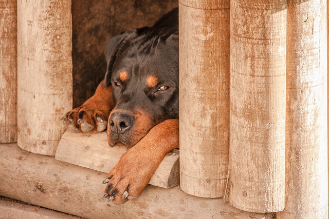 rottweiler dog sleeping in wooden dog house