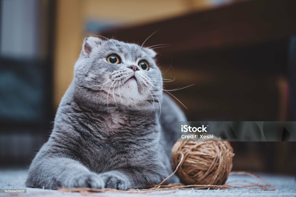 popular cat breed: scottish fold