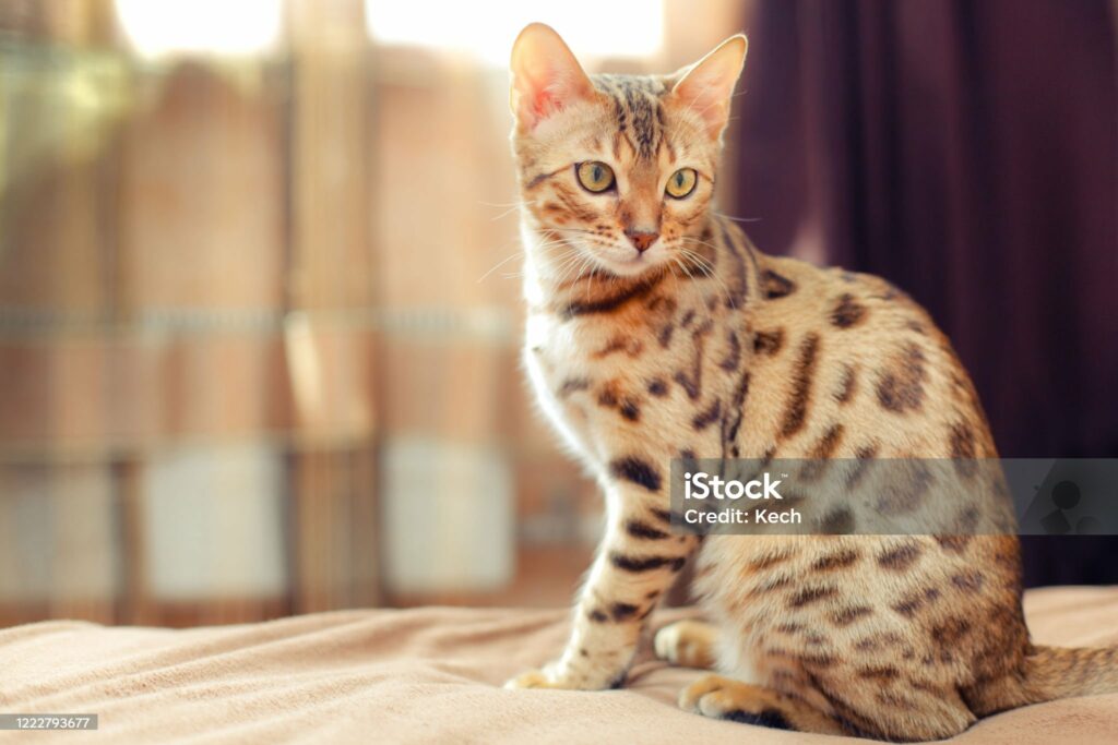 popular cat breed: bengal cat