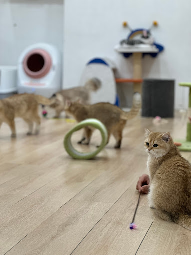 cats in nekotown cat cafe