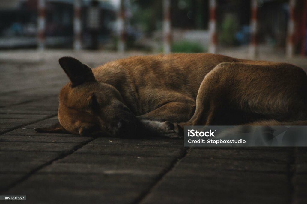 abandoned poor sick homeless dog