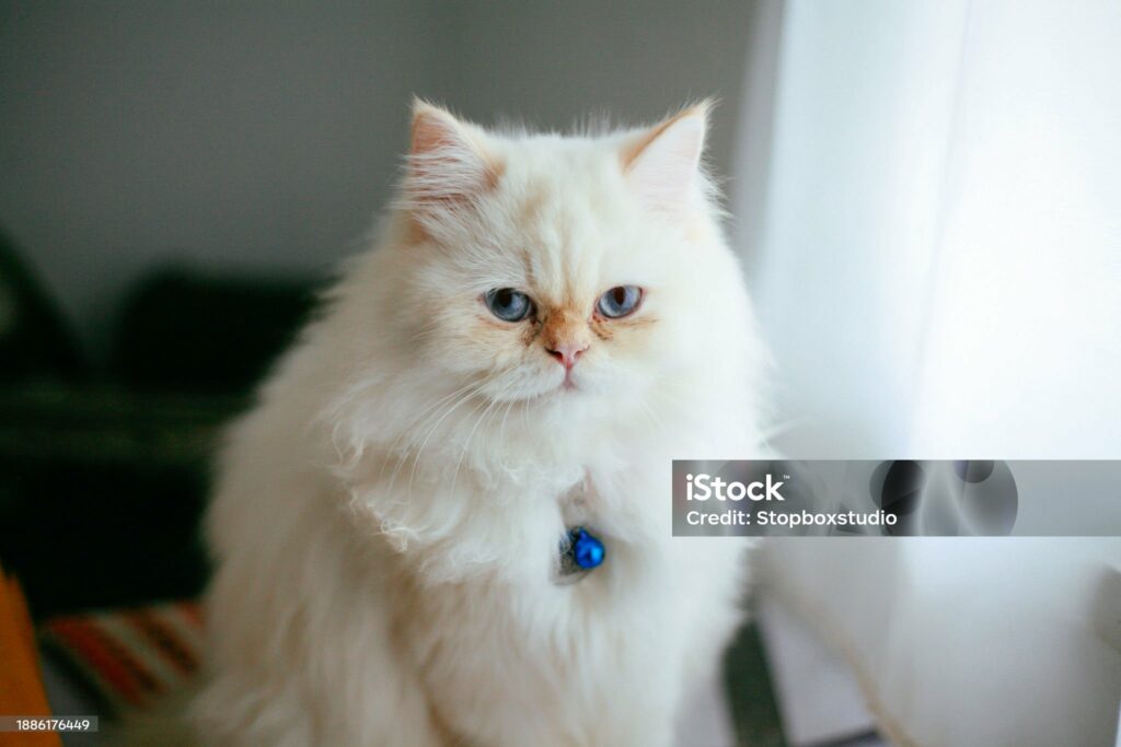 popular cat breed: white persian cat