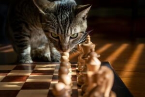 cat playing game of chess
