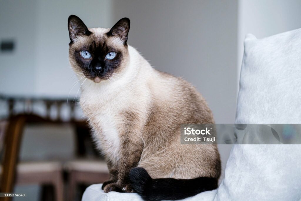 popular cat breed: siamese cat