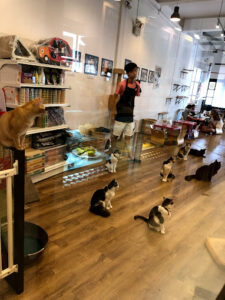 interior of the cat cafe bugis