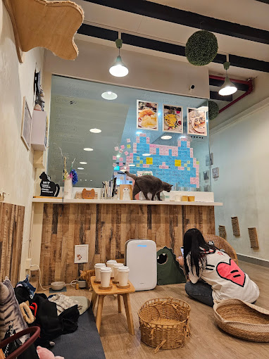 meomi cat cafe interior