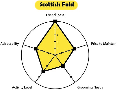 popular cat breed: scottish fold stat spread