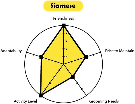 popular cat breed: siamese cat stat spread