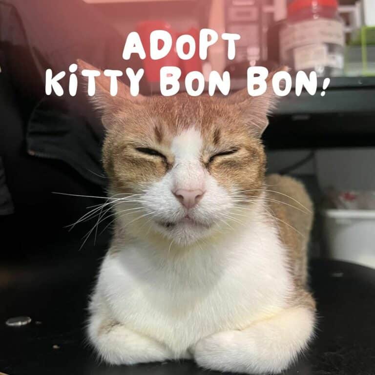 Adopt kitty Bon Bon