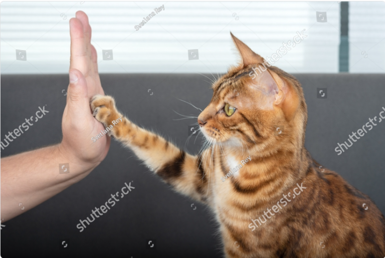 trained cat doing a high five