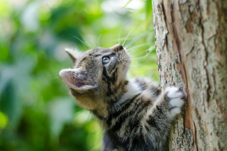 Cat climbing to encourage exercise and healthy weight.