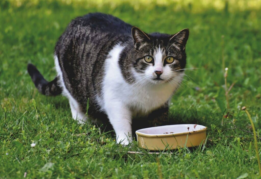 Slightly plump cat in the grass staring at the camera with his mouth slightly ajar and a bowl of cat food under his head laying at his feet.