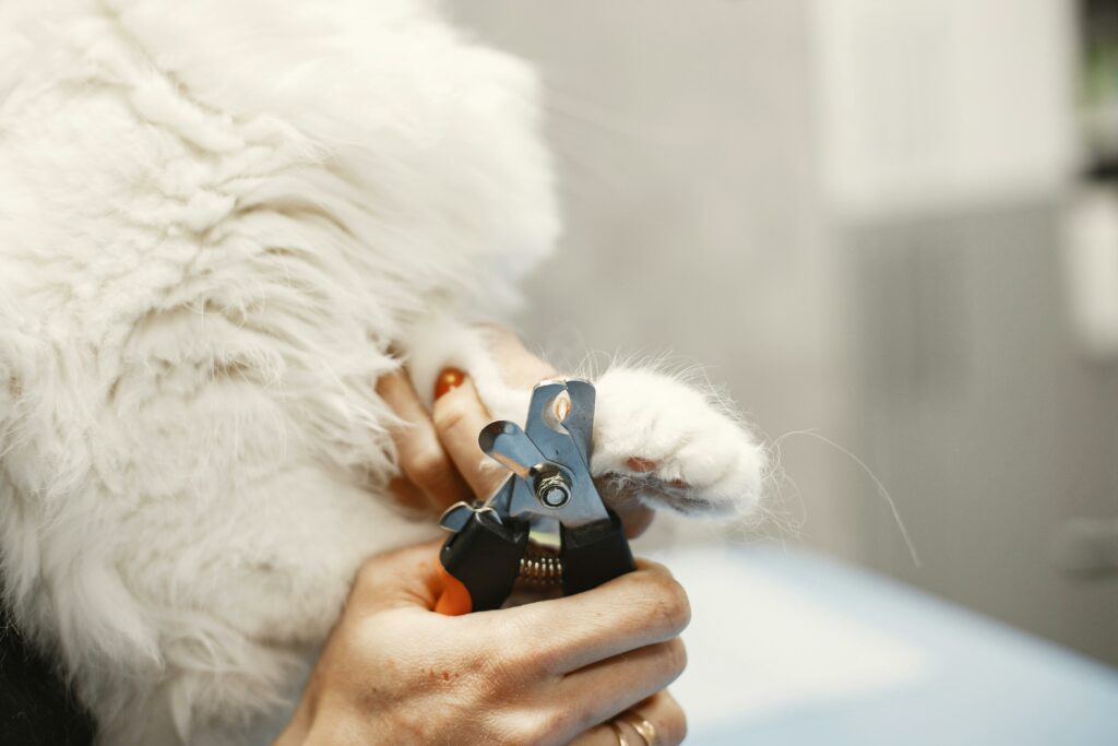 Nails of a cat being trimmed.