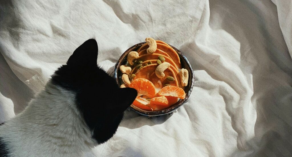 Senior cat care - an elderly cat peeking at a bowl of fruits and nuts.