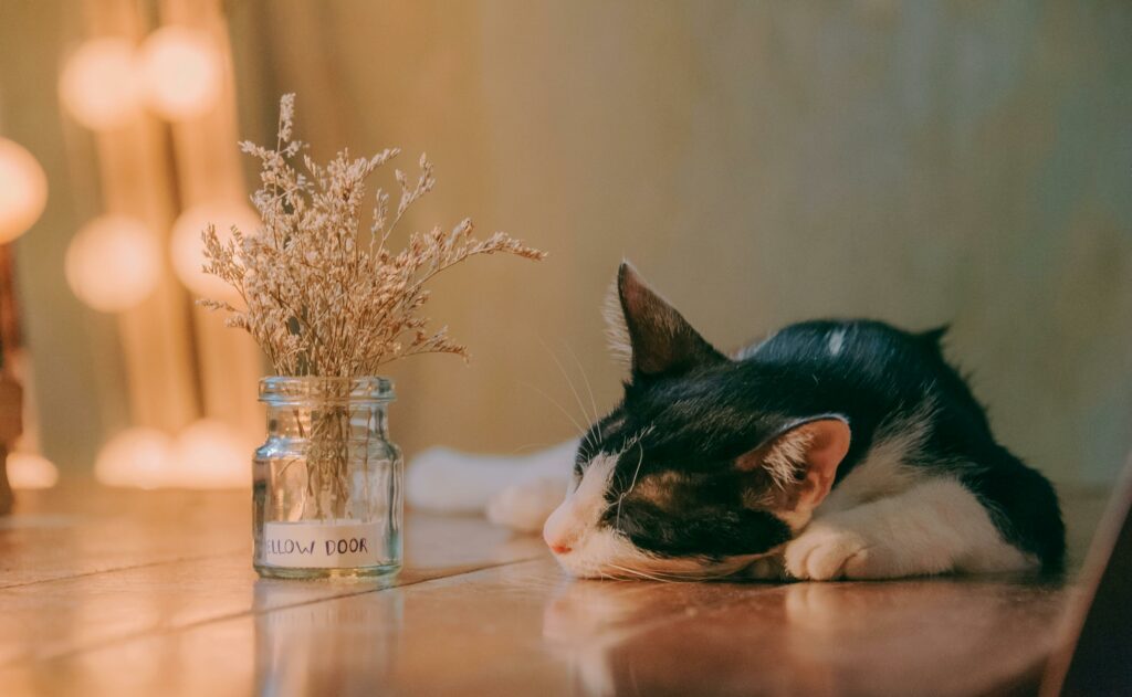 An elderly cat laying tiredly beside a jar filled with dried decorative stalks.