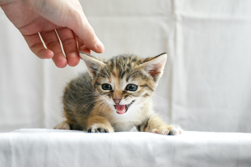 Hand stretching out to gently mewing kitten.