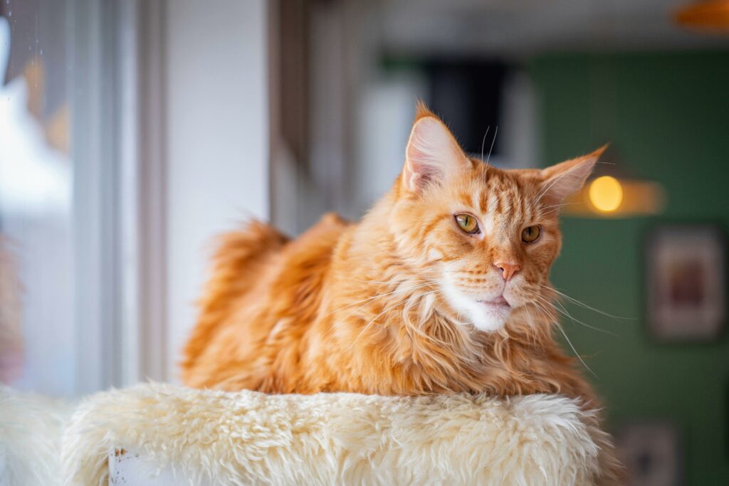 An elderly orange cat on a cat tree platform.