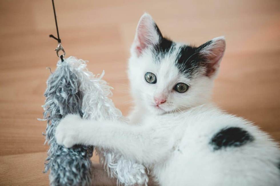 Alert kitten playing with a feathered cat toy wand instead of being scared of cucumbers.