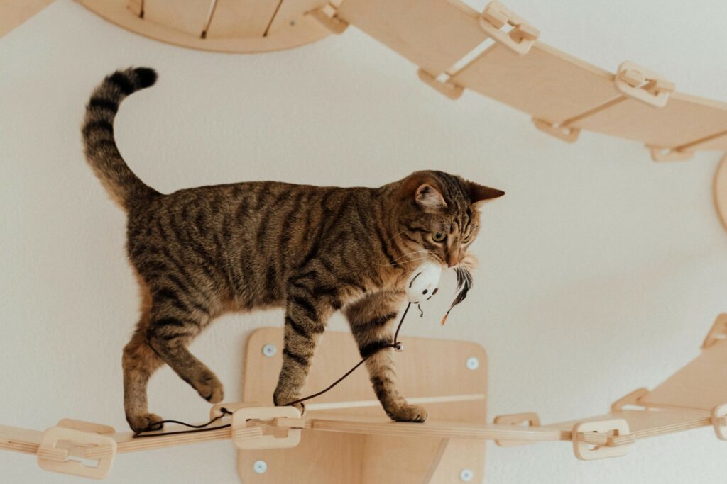 A Brown Tabby Cat Walking on Wooden Walkway with a Cord on Mouth as daily indoor cat exercise routine.