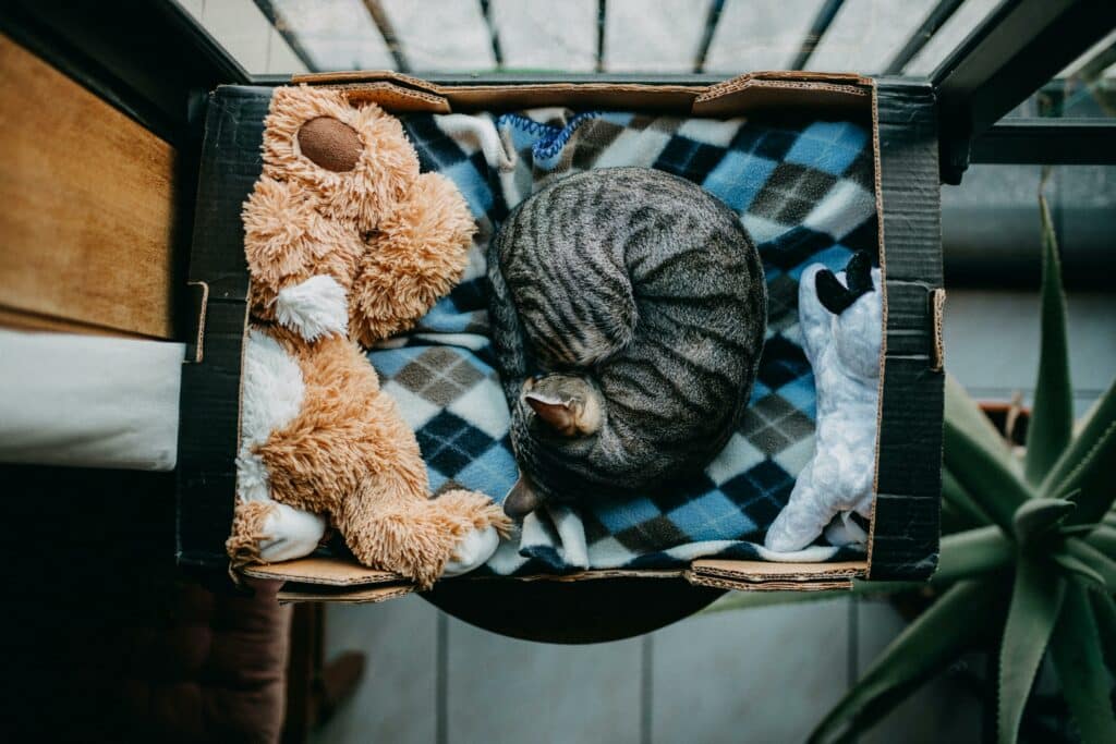 Why Do Cats Sleep So Much: Grey cat napping in a cozy box along with stuffed toys and a blanket at a window.