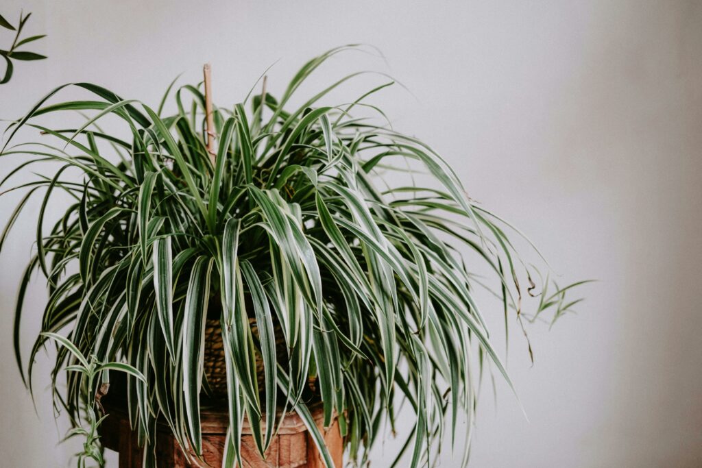 Cat-Friendly Plants: Spider Plant