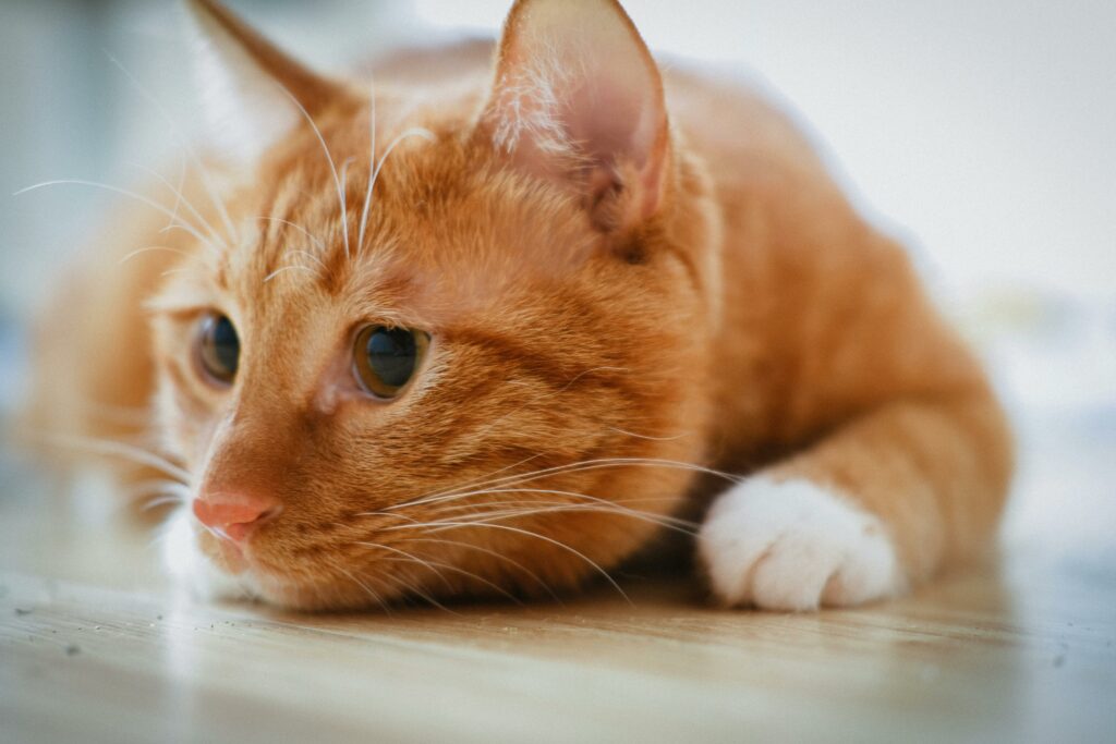 Orange cat staring into space in a daze