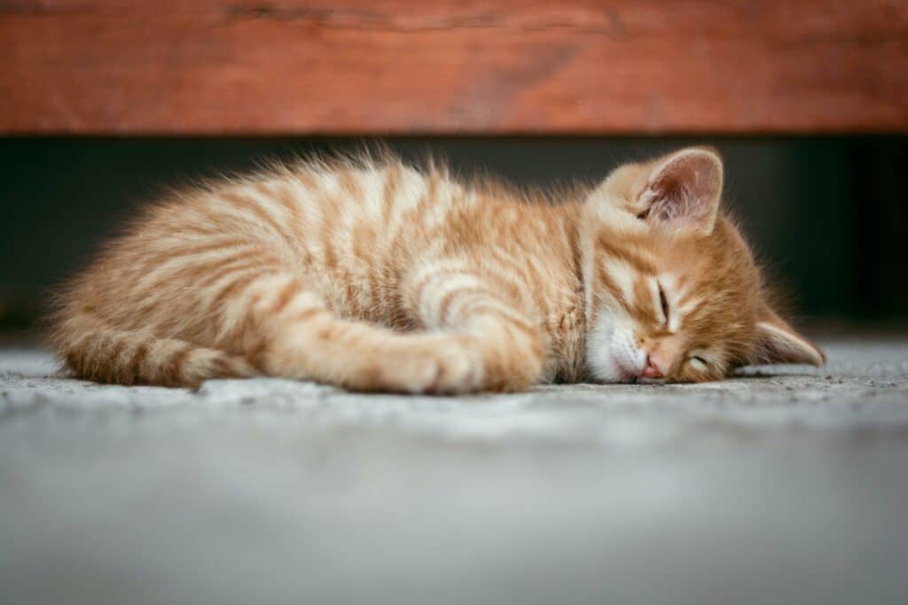 Why Do Cats Sleep So Much: Orange kitten napping on the floor.