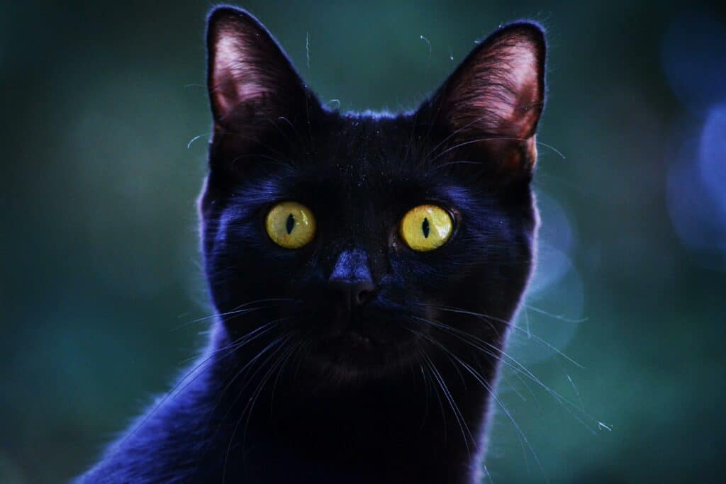 Black cat in the night with its eyes wide open, paying attention.