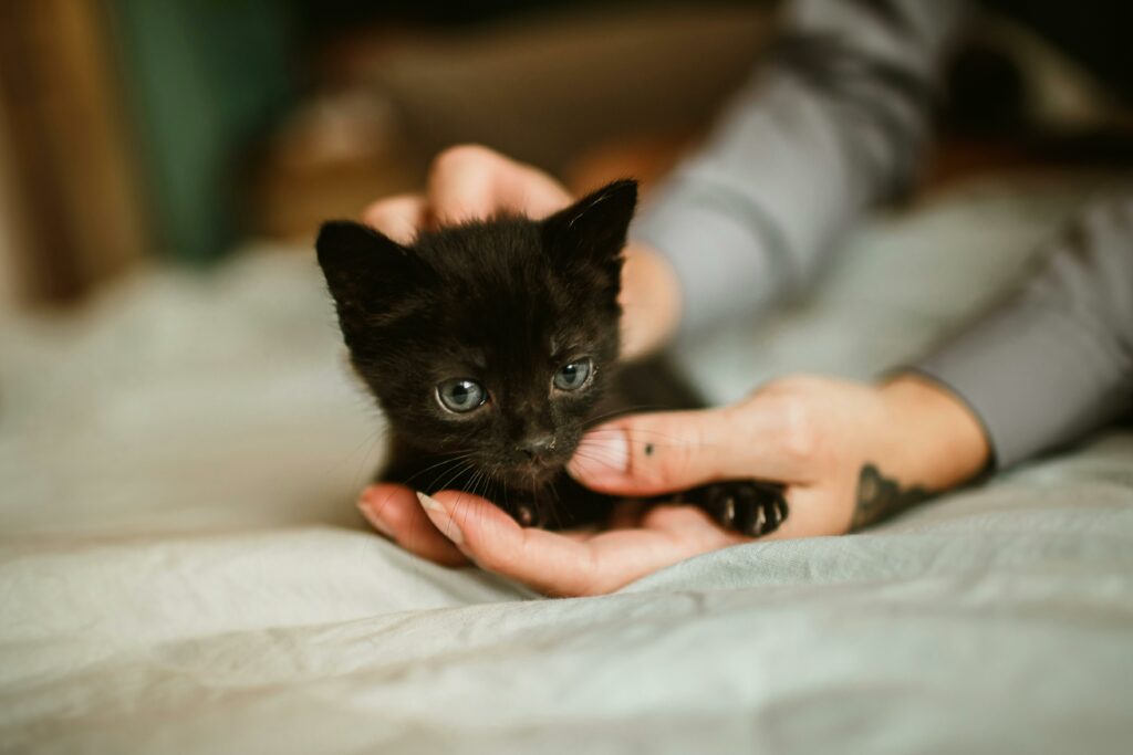 black kitten in palm being stroked gently by other another hand.