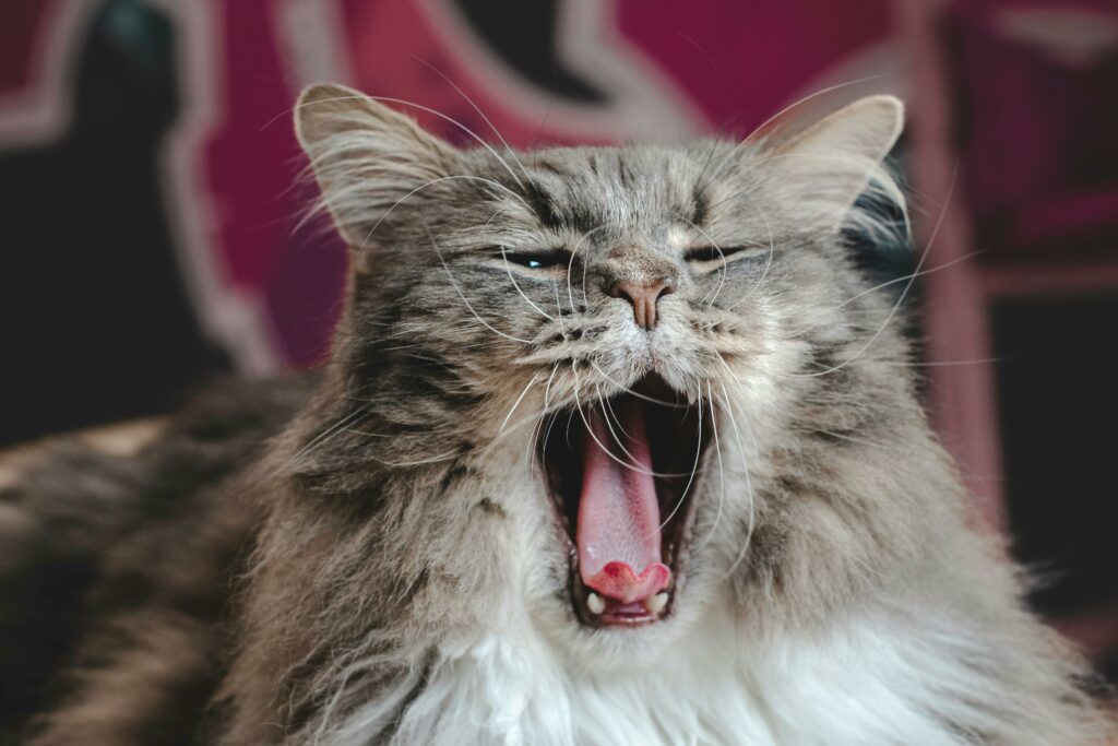 Cat unaffected by catnip and yawning