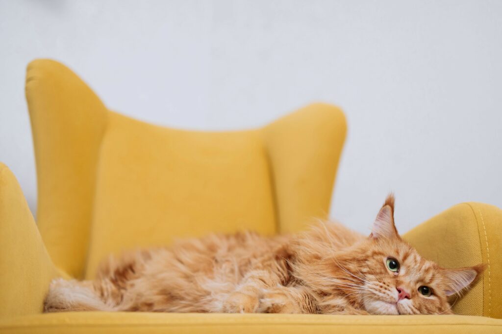 Senior cat care - an elderly orange cat resting on a yellow couch.