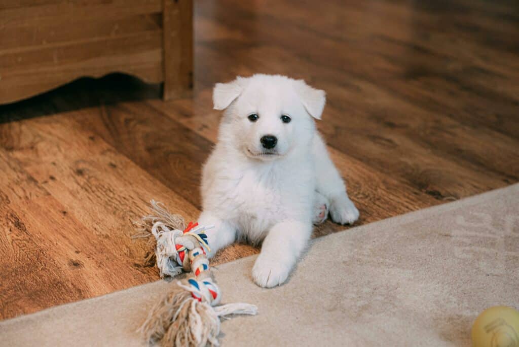 Dog sitting on wooden floor in home with a toy in hand, looking expectantly at you.