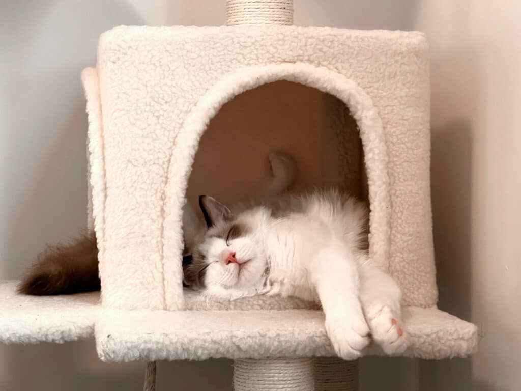 Why Do Cats Sleep So Much: Cat napping in a cozy cubby on a cat tree.