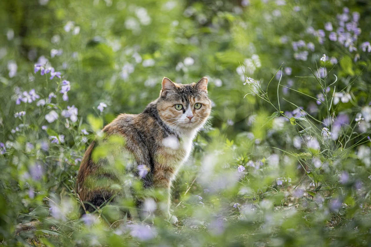 A cat surrounded by plants.