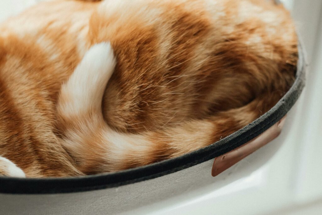 Tail and bottom portion of a curled up cat.