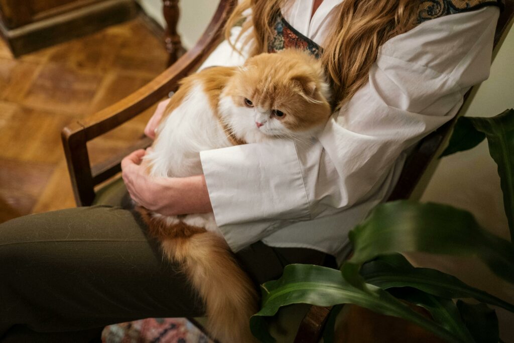 An elderly cat in the arms of its owner.