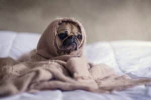 How to Help Your Dog Overcome Fear of Loud Noises