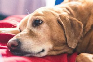Caring for Senior Dogs: Ensuring Comfort and Health in Their Golden Years