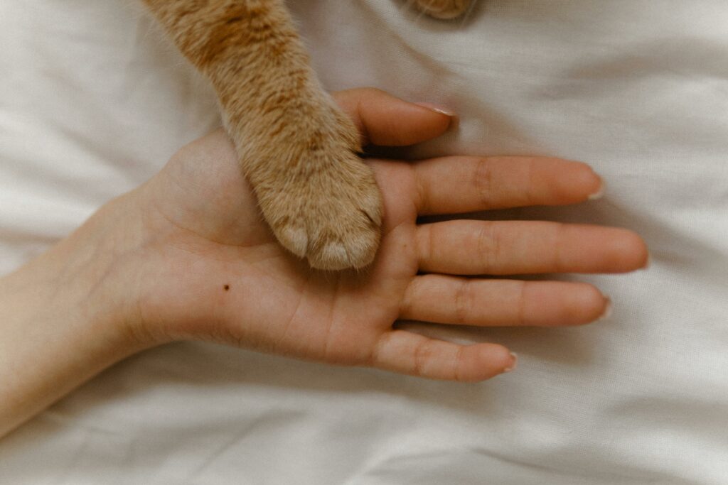 Cat paw resting on a human's hand.