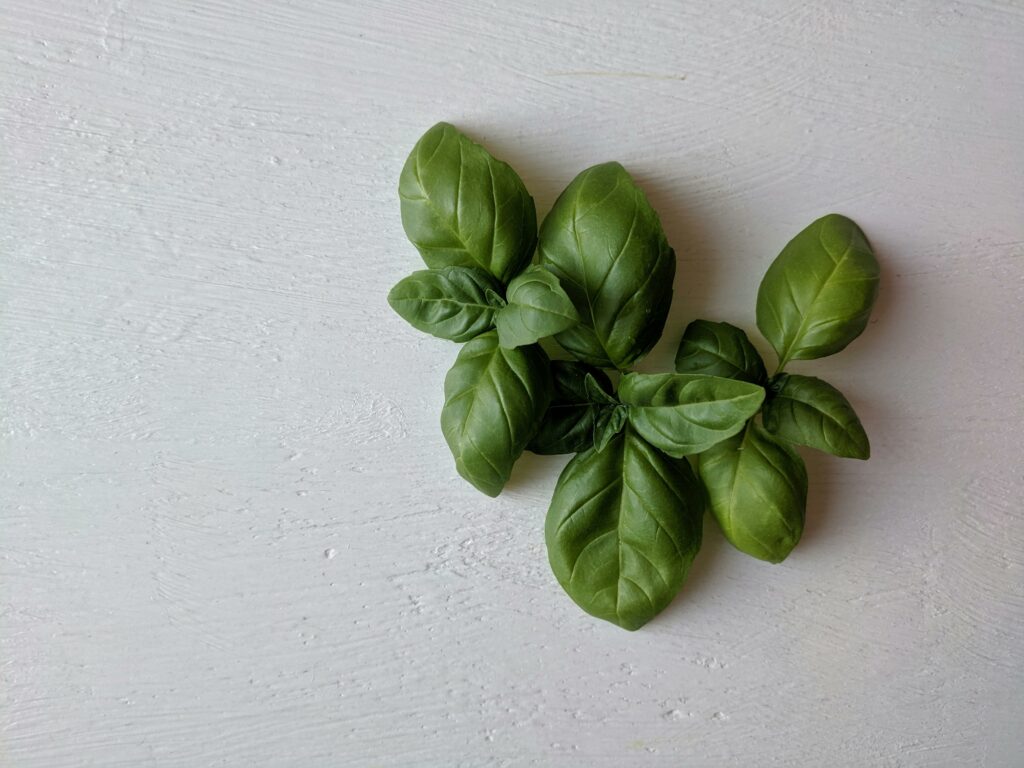 Cat-Friendly Plants: Basil