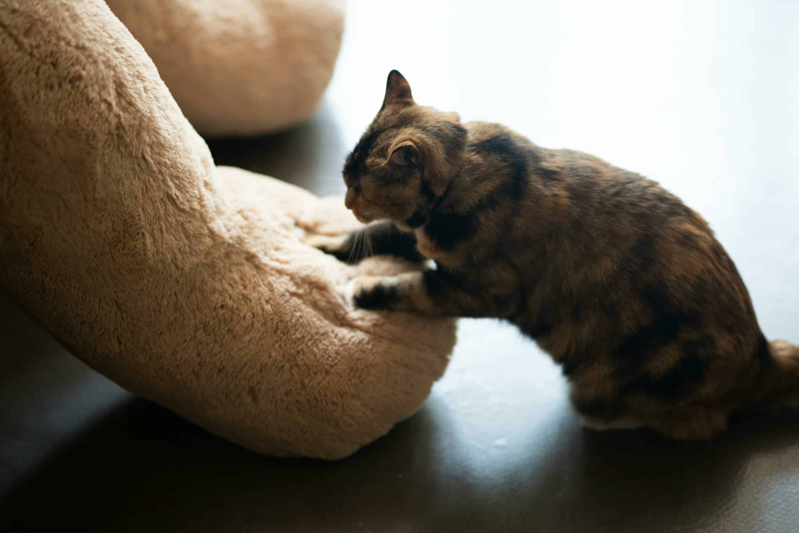 Cat kneading a cushion.