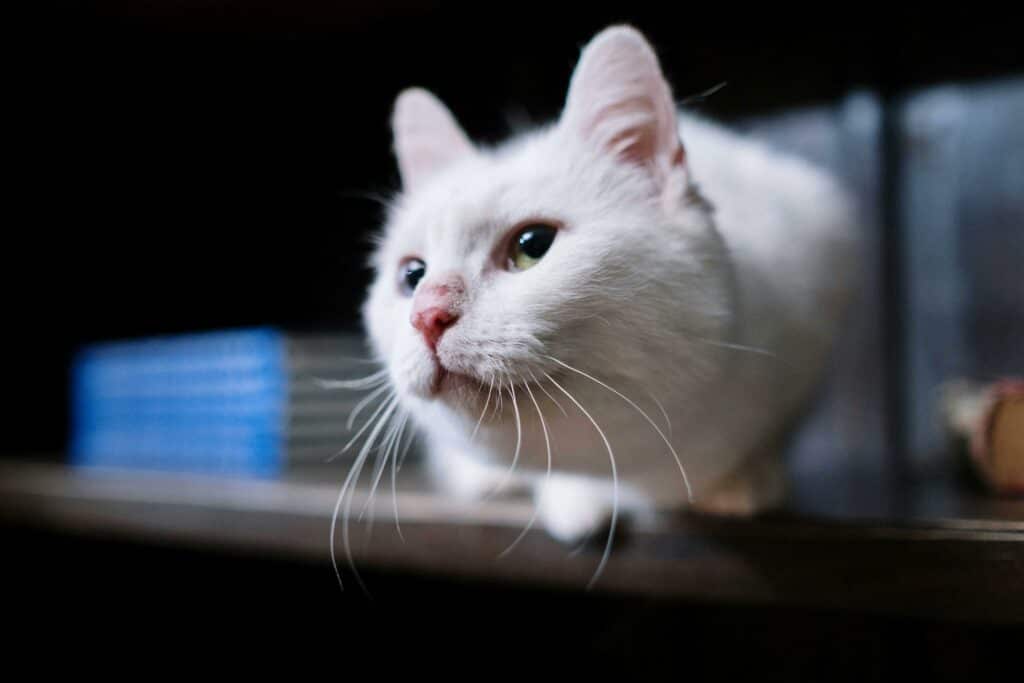 Why Cats Hate Water: Close-up of cat's face with whiskers.