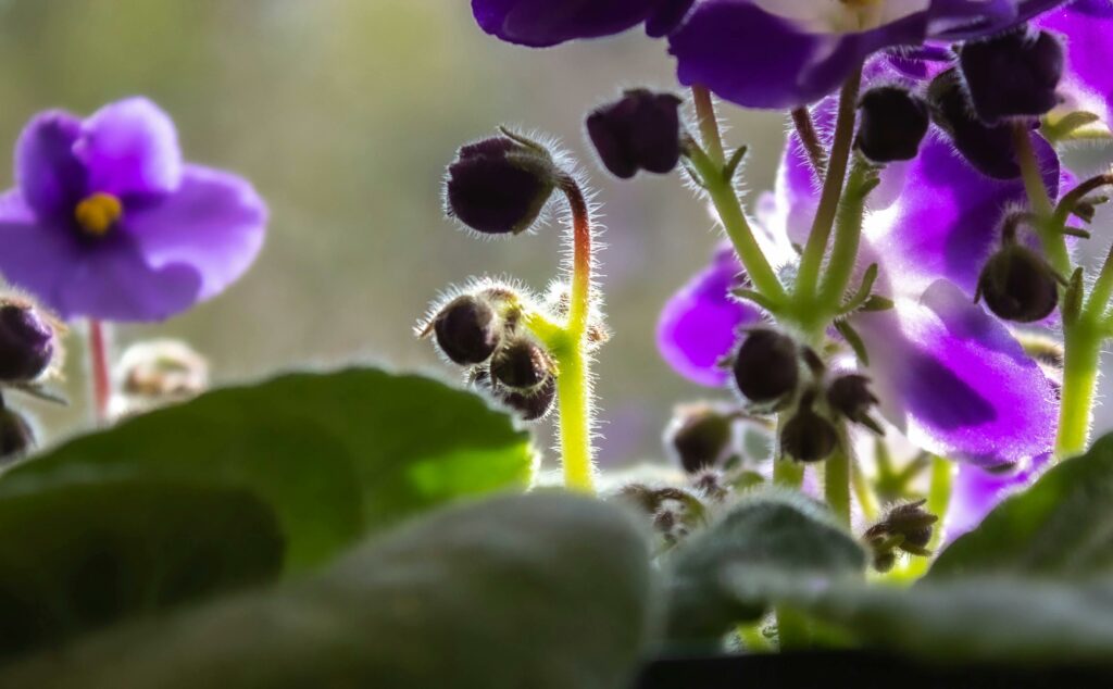 Cat-Friendly Plants: African Violet