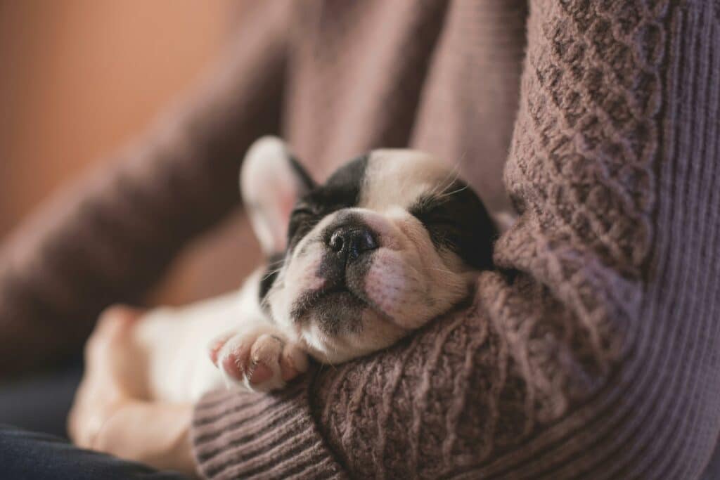 Dog laying peacefully in owner's embrace.