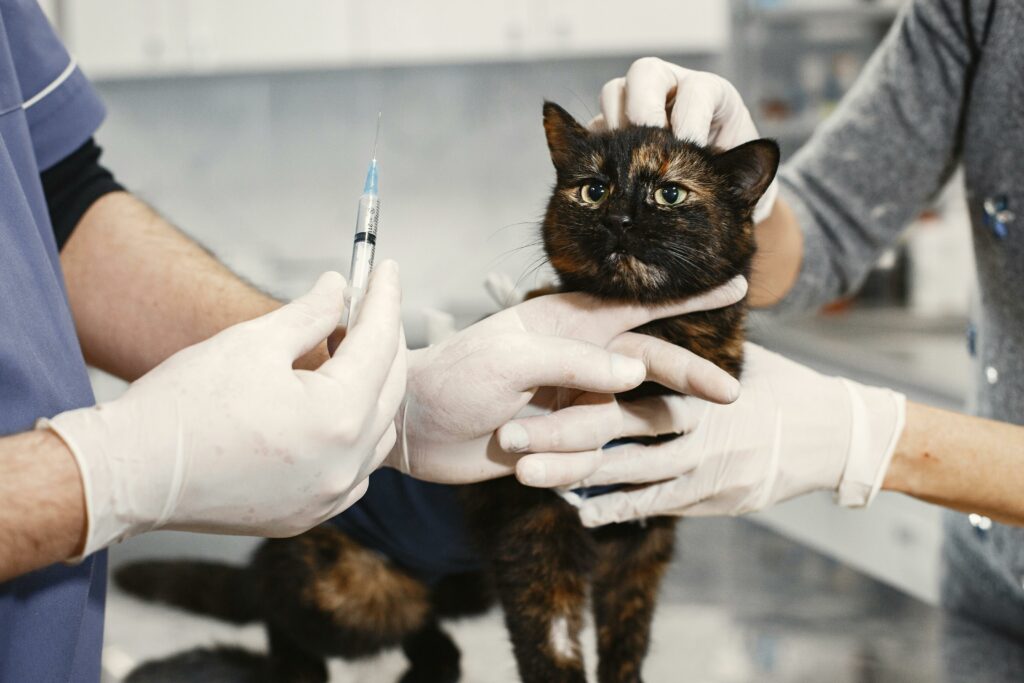 Young cat getting vaccinated.