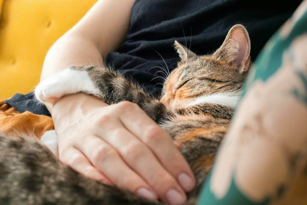 Cat napping in the warm embrace of a human.