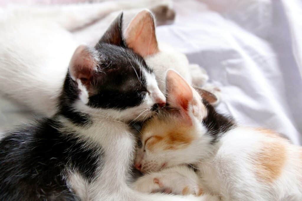 Two kittens cuddling each other while they nap.