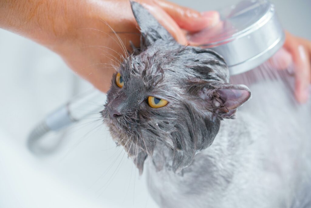 Why Cats Hate Water: Grey cat unhappy about being showered but not struggling.